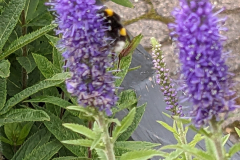 20240528-Hummel